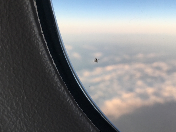 クモが窓の中にana789.jpg